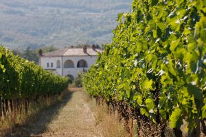 Famiglia Buccelletti | Winery